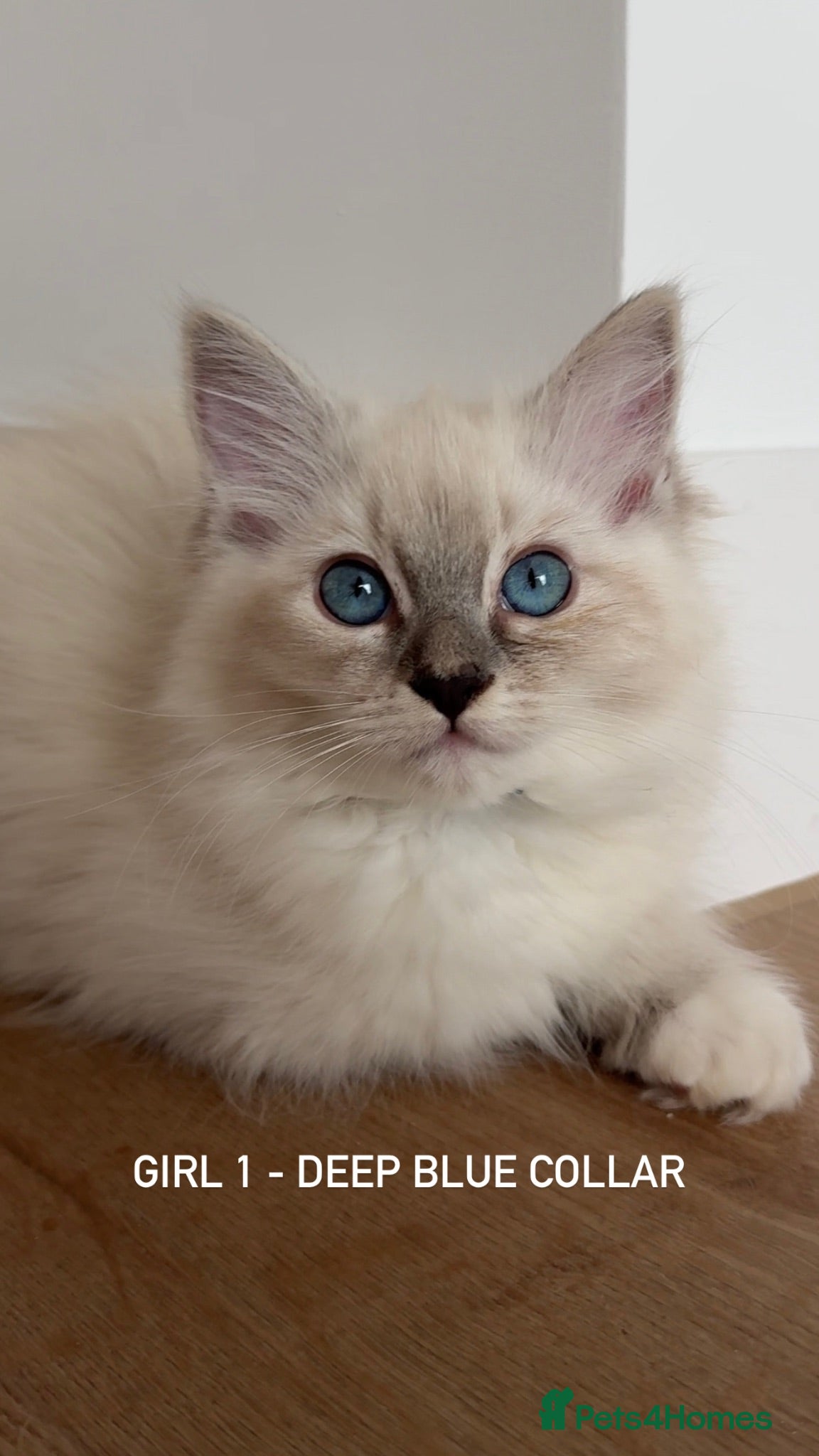 Ragdoll cats for sale: LUXURY RAGDOLL KITTENS  - Advert 1