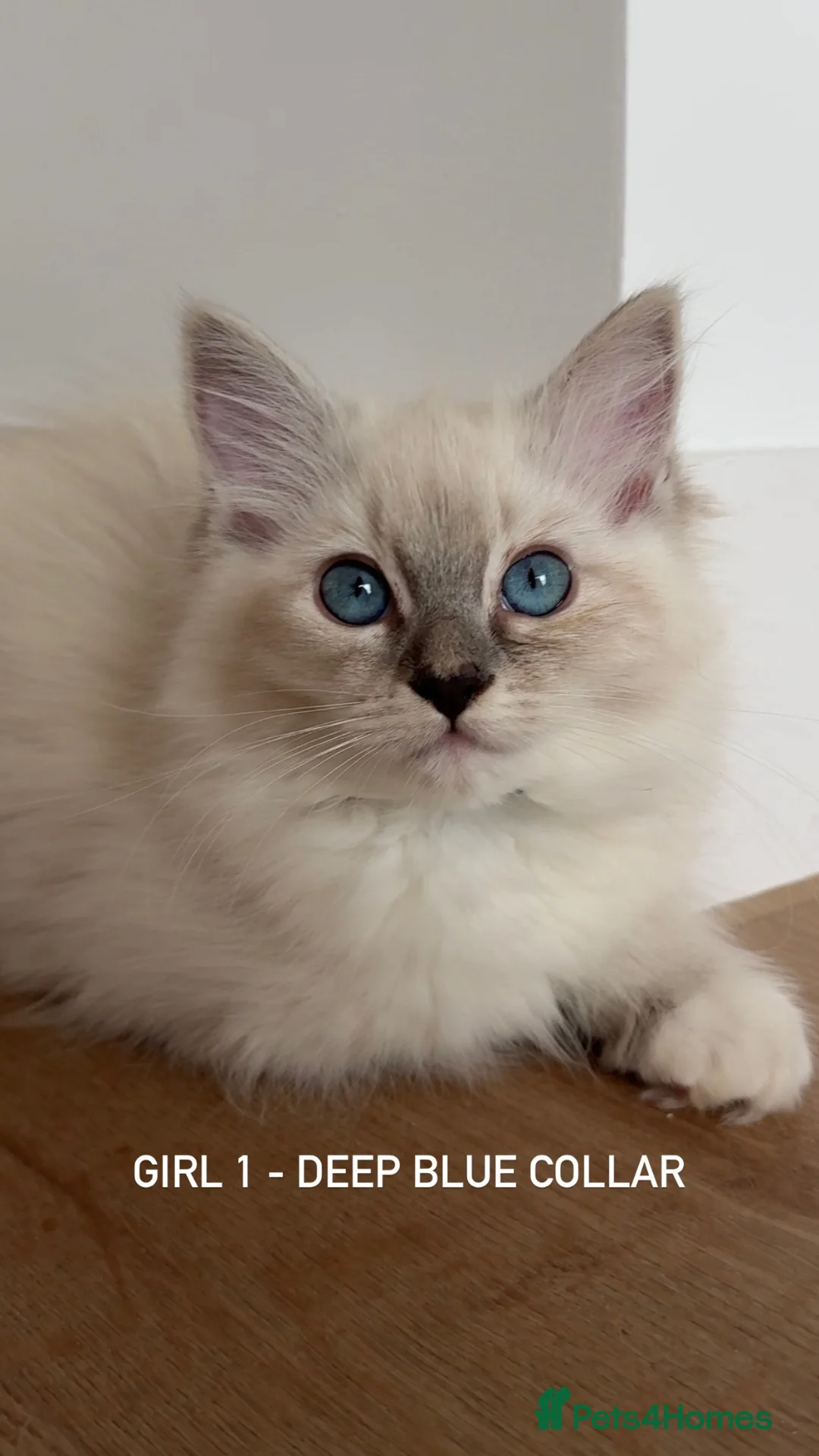 Ragdoll cats for sale: LUXURY RAGDOLL KITTENS  - Advert 1