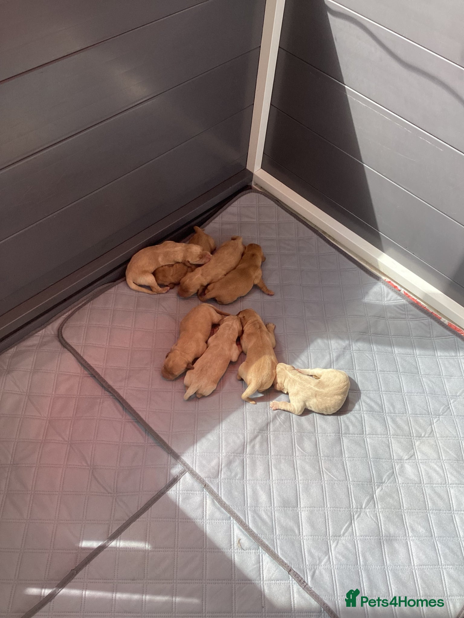 Labrador Retriever dogs Pedigree Kc reg  fox red labs 5 females for sale  - Advert 2