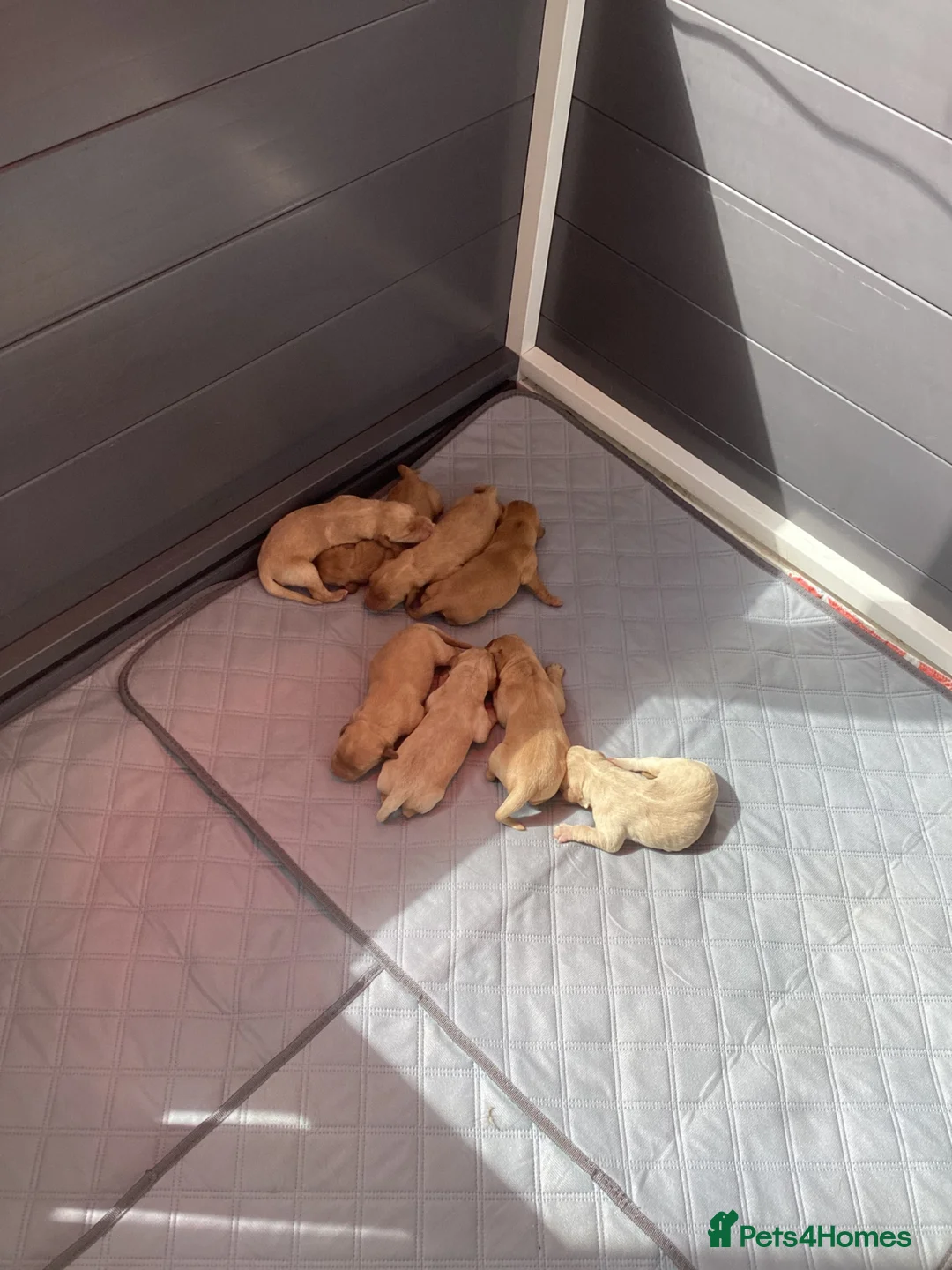 Labrador Retriever dogs for sale: Pedigree Kc reg  fox red labs 5 females for sale  - Advert 2