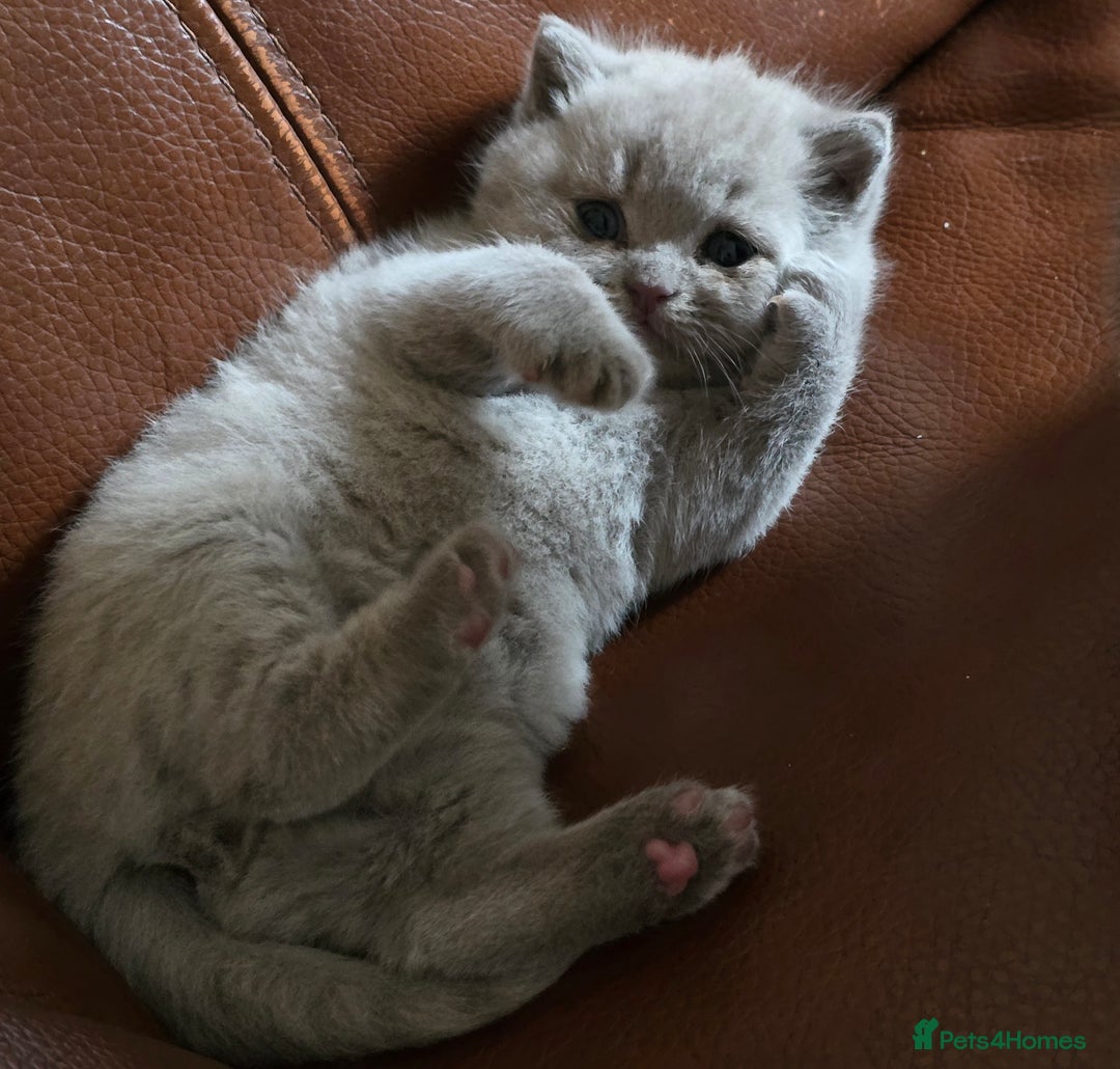 British Shorthair cats for sale: Cute British Shorthair Kittens - Image 11