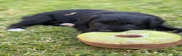 Bordoodle dogs for sale: Bordoodle Puppies ⭐ - Advert 11