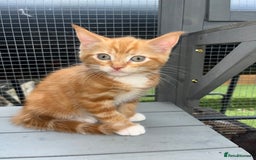 Maine Coon cats for sale: Maine Coon x Domestic Shorthair  - Image 24
