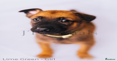 Belgian Shepherd Dog dogs - Advert 16