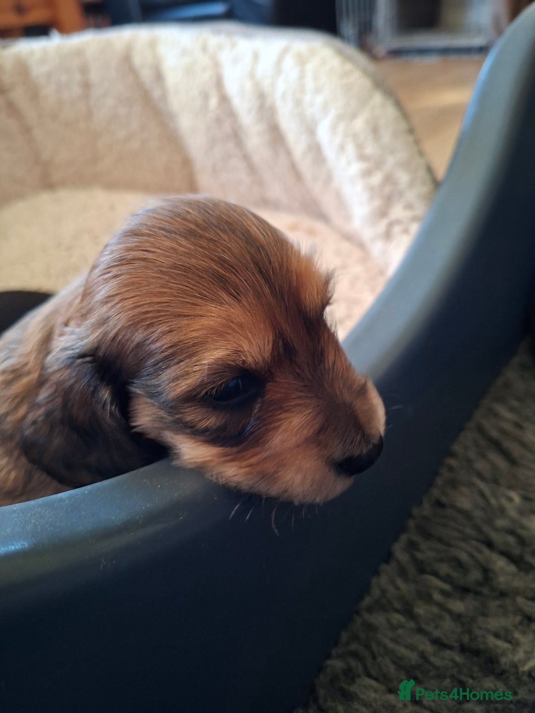 Miniature Dachshund dogs for sale: Long haired shaded cream miniature dachshunds  - Advert 3