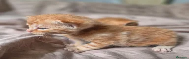 Mixed Breed 4