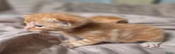 Mixed Breed cats for sale: Kittens - Advert 4
