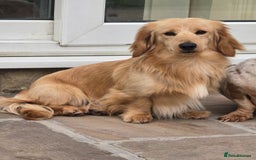 Miniature Dachshund dogs for sale: Kc registered cream proven stud dog  - Image 5
