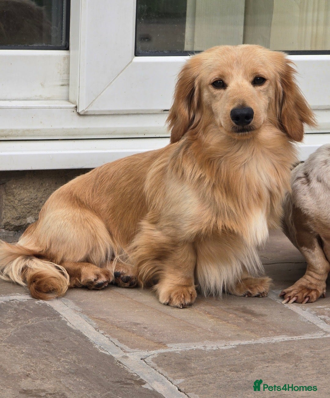 Miniature Dachshund dogs for sale: Kc registered cream proven stud dog  - Image 5