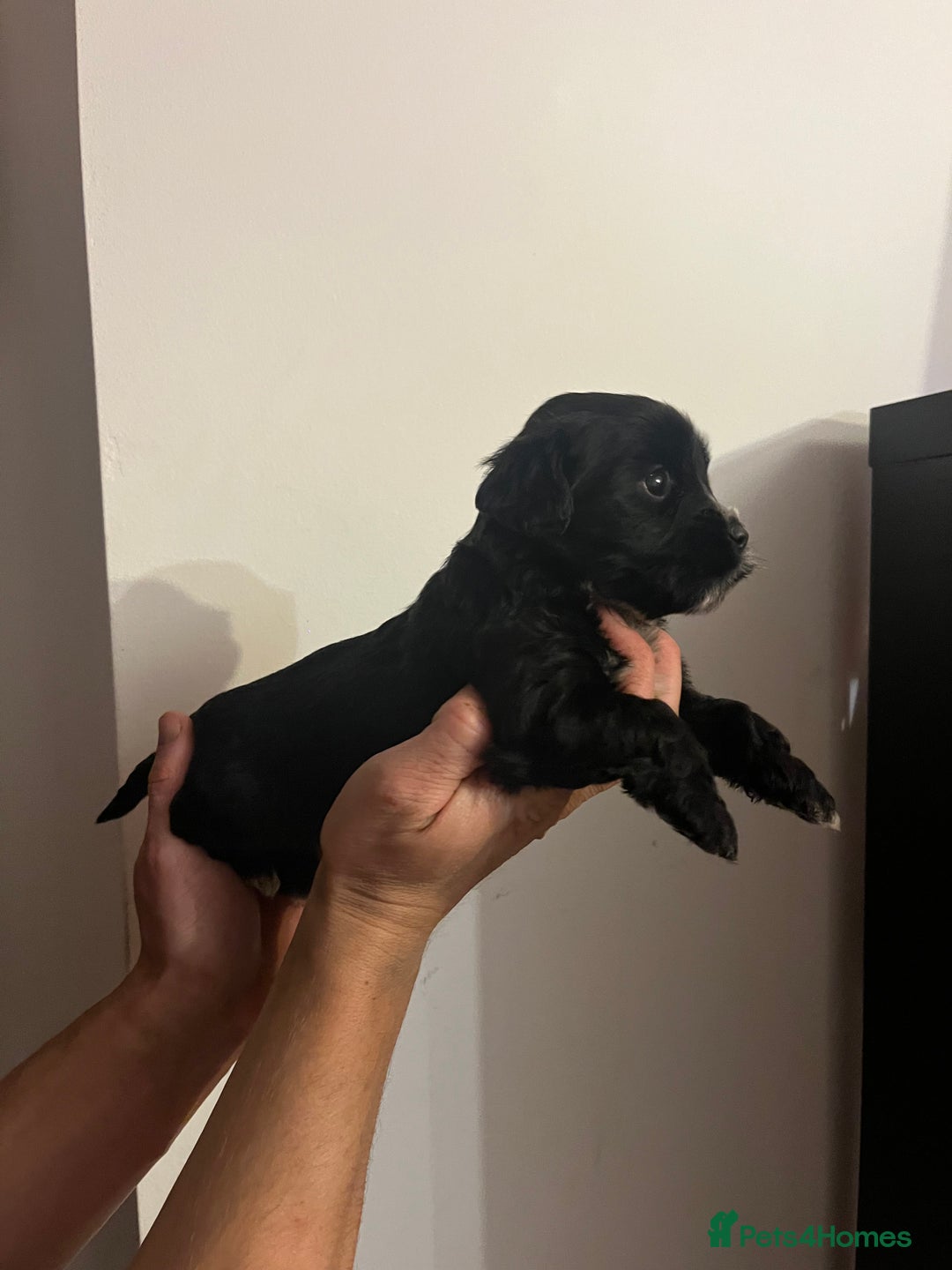 Jack Russell dogs for sale: JackRussell Puppy’s  - Image 8