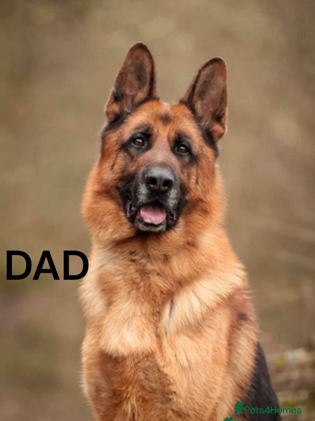 German Shepherd dogs for sale: KC REGISTERED GERMAN SHEPHERD PUPS - Image 15