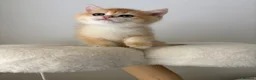British Shorthair cats for sale: Beautiful Golden Chinchilla BSH Ny12 & Ny25 Girl - Advert 5