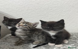Bengal cats for sale: £150 fixed price for 5 kittens all together  - Image 3