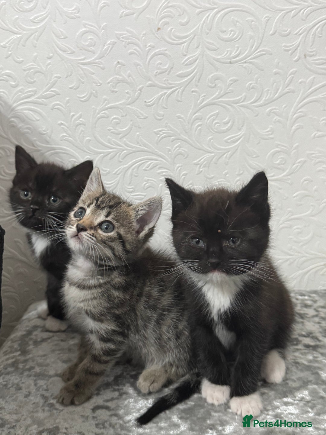 Bengal cats for sale: £150 fixed price for 5 kittens all together  - Image 3