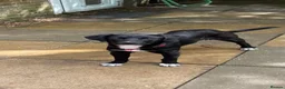 Mixed Breed dogs for adoption: Tilly is a 6 months old Macedonian rescue  - Advert 2