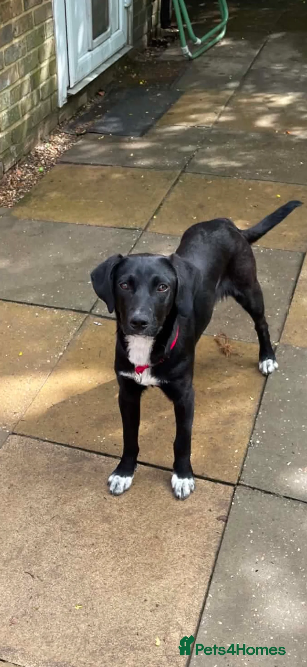 Mixed Breed dogs for adoption: Tilly is a 6 months old Macedonian rescue  - Advert 2