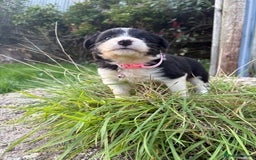 Bearded Collie dogs for sale: 🚨3/4 BEAUTIFUL BEARDIE PUPPIES 🚨 - Image 8