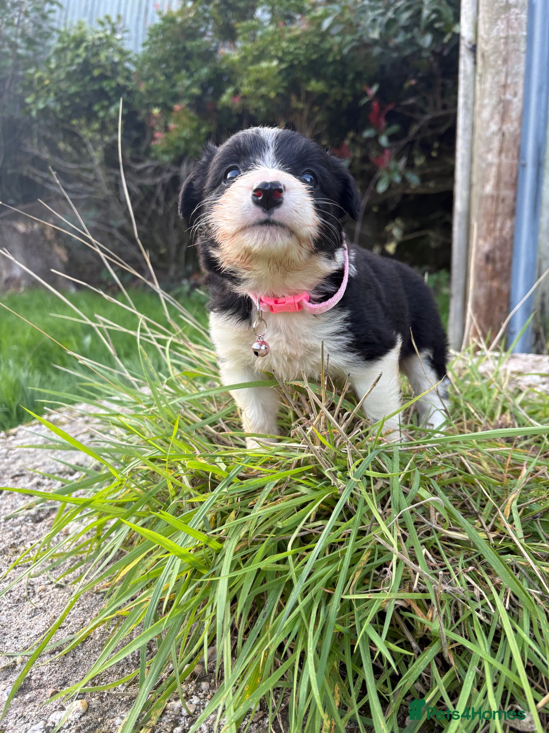 Bearded Collie dogs for sale: 🚨3/4 BEAUTIFUL BEARDIE PUPPIES 🚨 - Image 8
