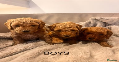 Cockapoo dogs - Advert 2