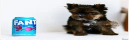 Yorkshire Terrier dogs for sale: READY NOW FULLY VACCINATED MINIATURE YORKIE KC DNA - Advert 8