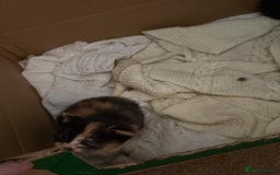 Mixed Breed cats for sale: Ragamuffin mix kittens  - Image 14