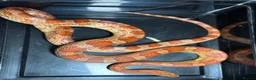 Corn Snake reptiles for sale: Corn snakes WOW AMAZING  - Advert 7