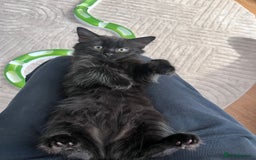 Mixed Breed cats for sale: 3 kittens for sale  - Image 12