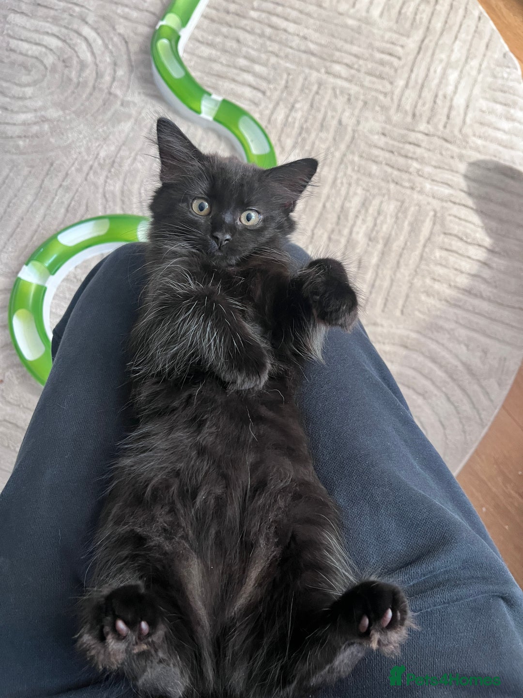 Mixed Breed cats for sale: 3 kittens for sale  - Image 12