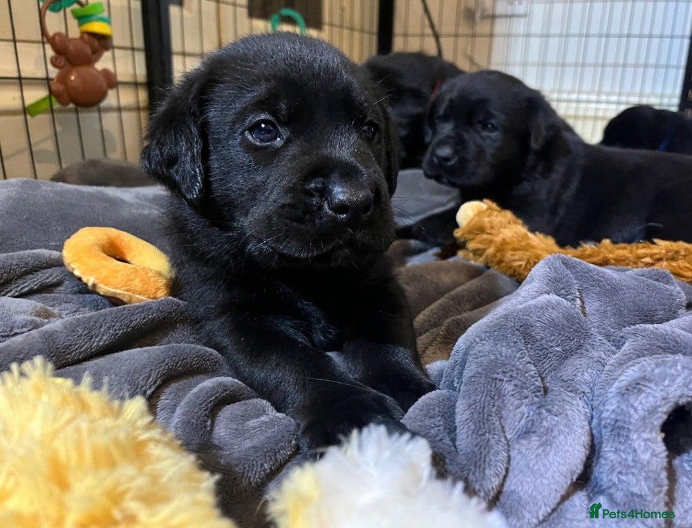 Mixed Breed dogs 11 Fabulous LABROTTIES - Advert 10