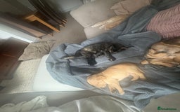 Cockerdor dogs for sale: cockerdor puppies - Image 9