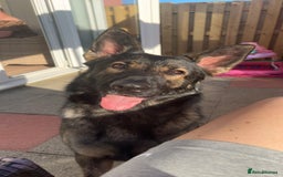 German Shepherd dogs for sale: Female German shepherd for sale - Advert 3