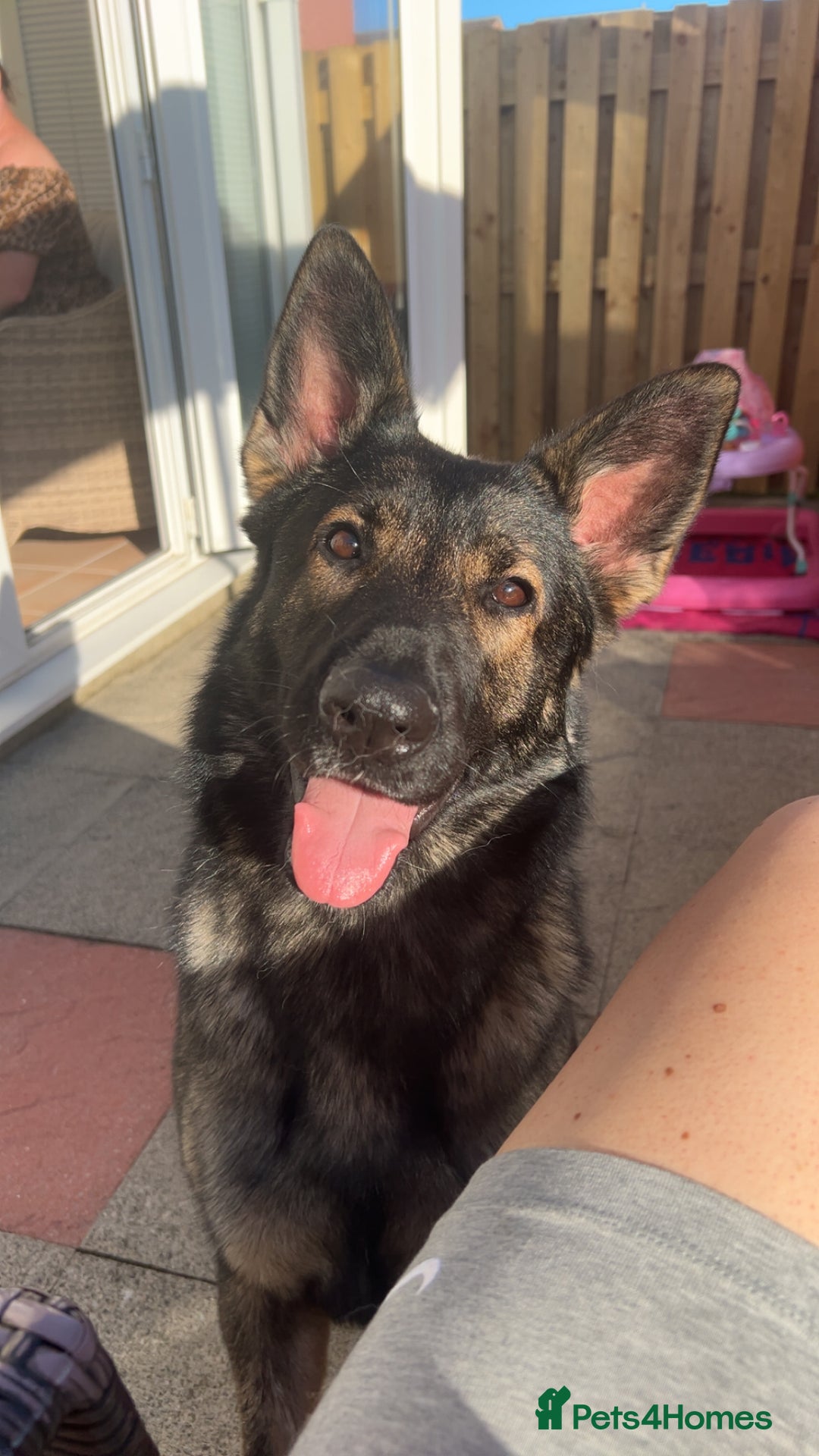 German Shepherd dogs for sale: Female German shepherd for sale - Advert 3