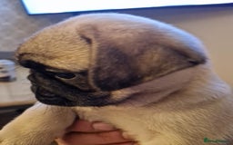 Pug dogs for sale: Puggies for sale - Image 1