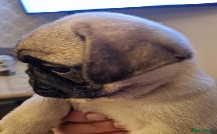 Pug dogs - Advert 12