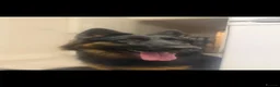 German Shepherd dogs for sale: Beautiful German Shepherd Puppies  - Advert 5