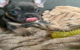 French Bulldog dogs for sale: Adorable 7 week old frenchie puppies - Image 10