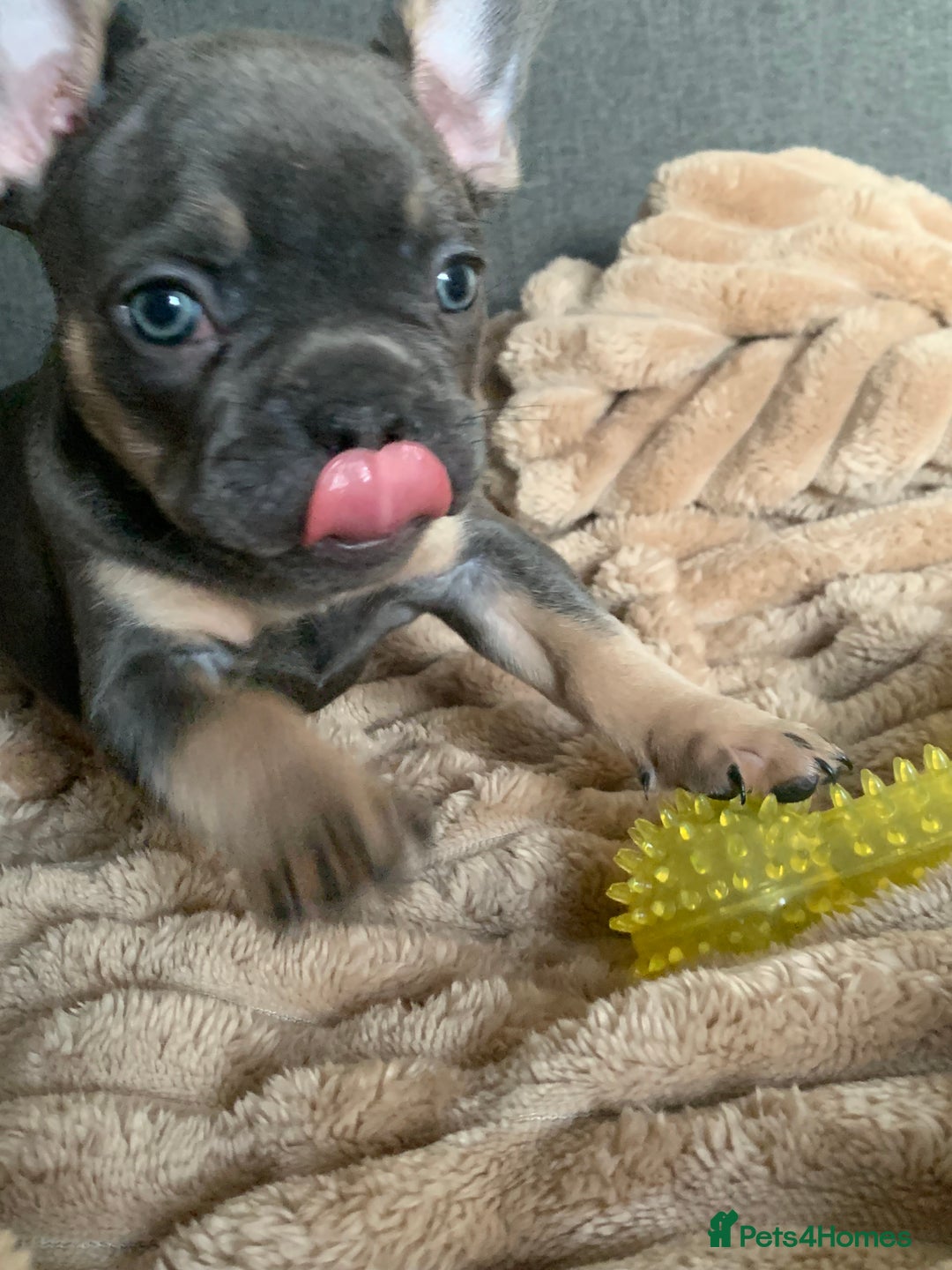 French Bulldog dogs for sale: Adorable 7 week old frenchie puppies - Image 10