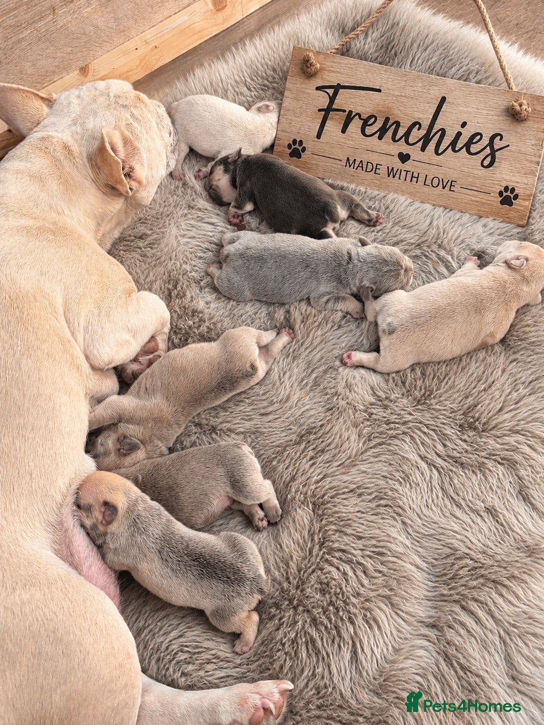 French Bulldog dogs Beautiful KC Registered French Bulldog Puppies 🐾 - Advert 2