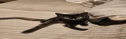 Mixed Breed cats for adoption: Finn and Archie are looking for a home in Hook - Advert 2