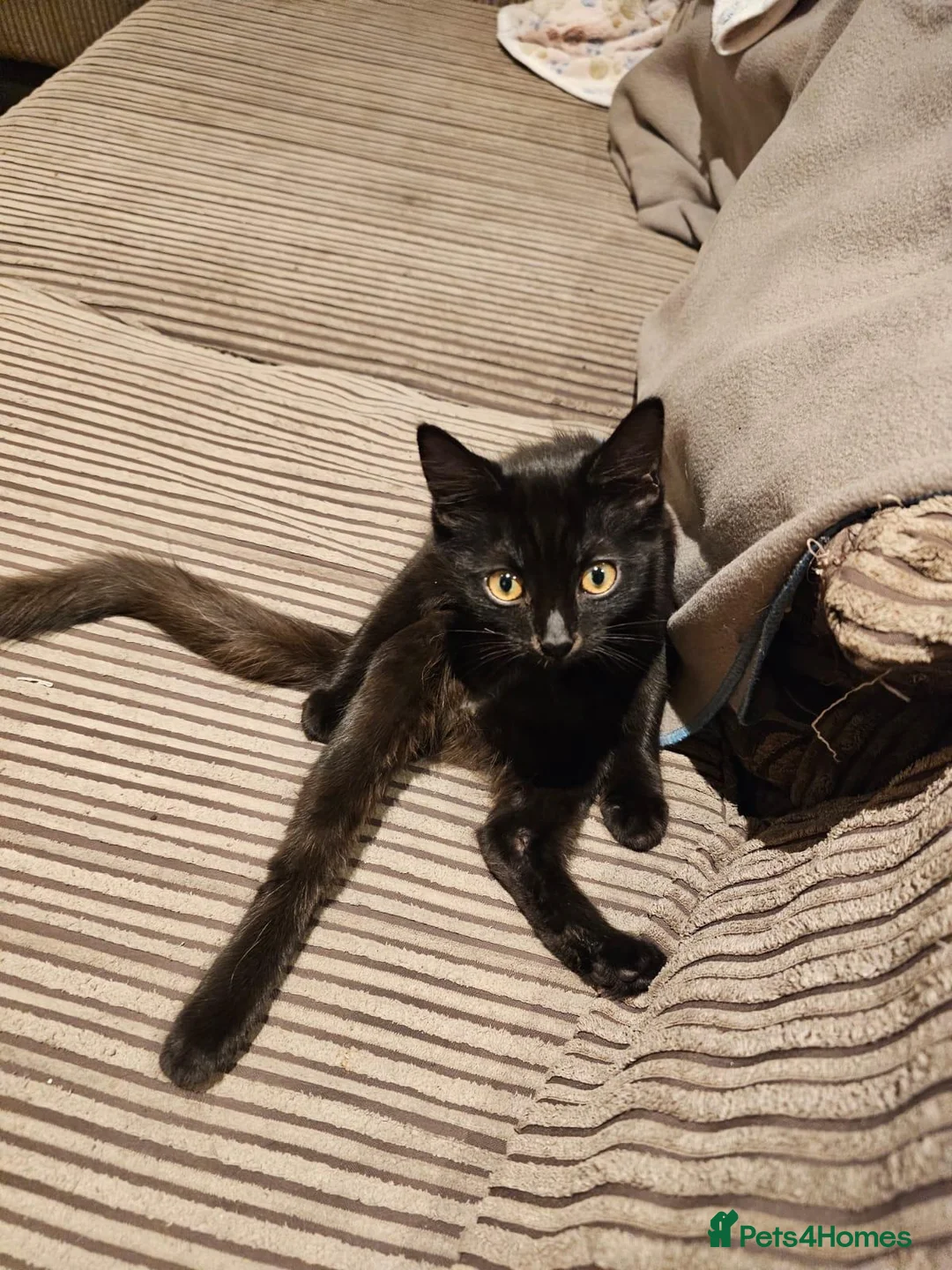 Mixed Breed cats for adoption: Finn and Archie are looking for a home in Hook - Advert 2