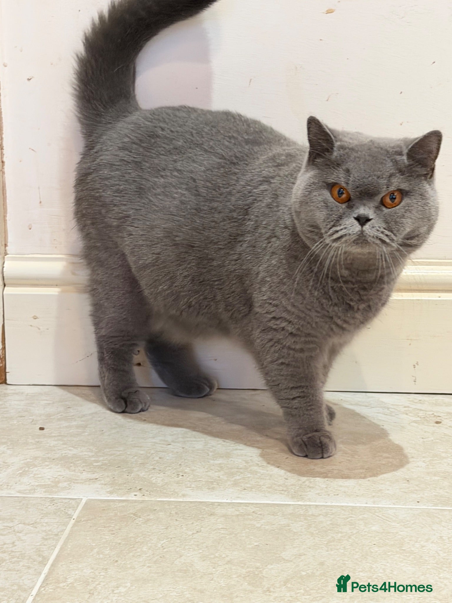 British Shorthair cats Lilac and white GCCF Champion kitten  - Advert 2