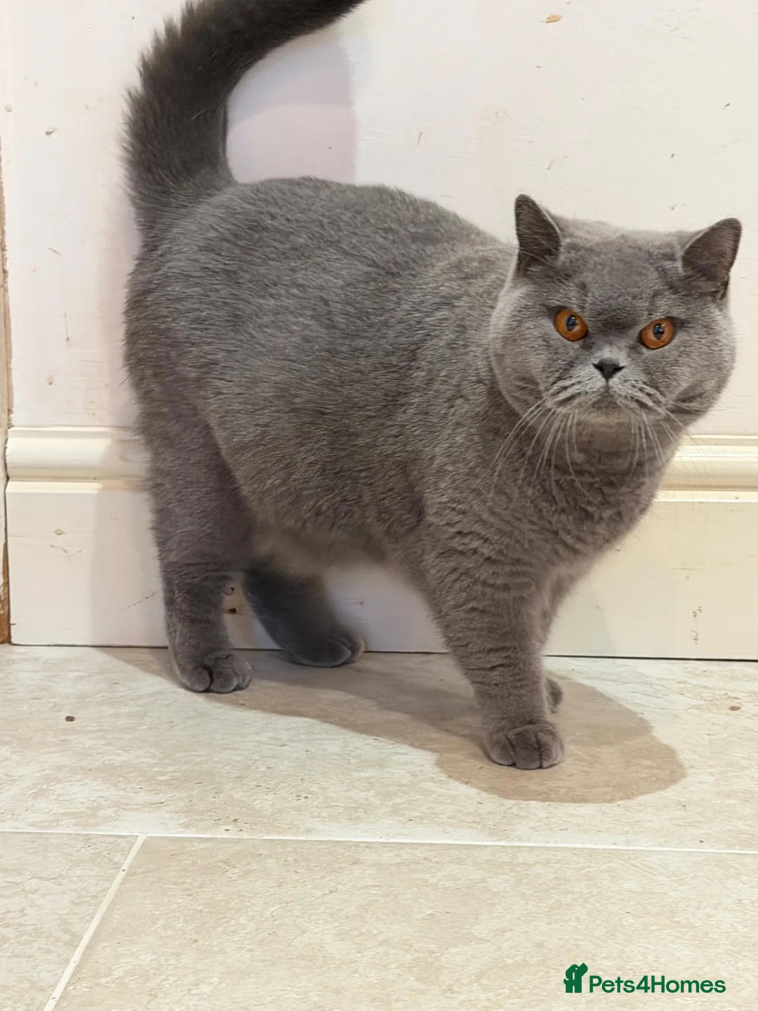 British Shorthair cats for sale: Ready now British Shorthair Lilac and white GCCF - Advert 2