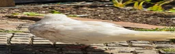 Pigeons birds for sale: Modena Pigeon for sale  in Luton - Advert 3