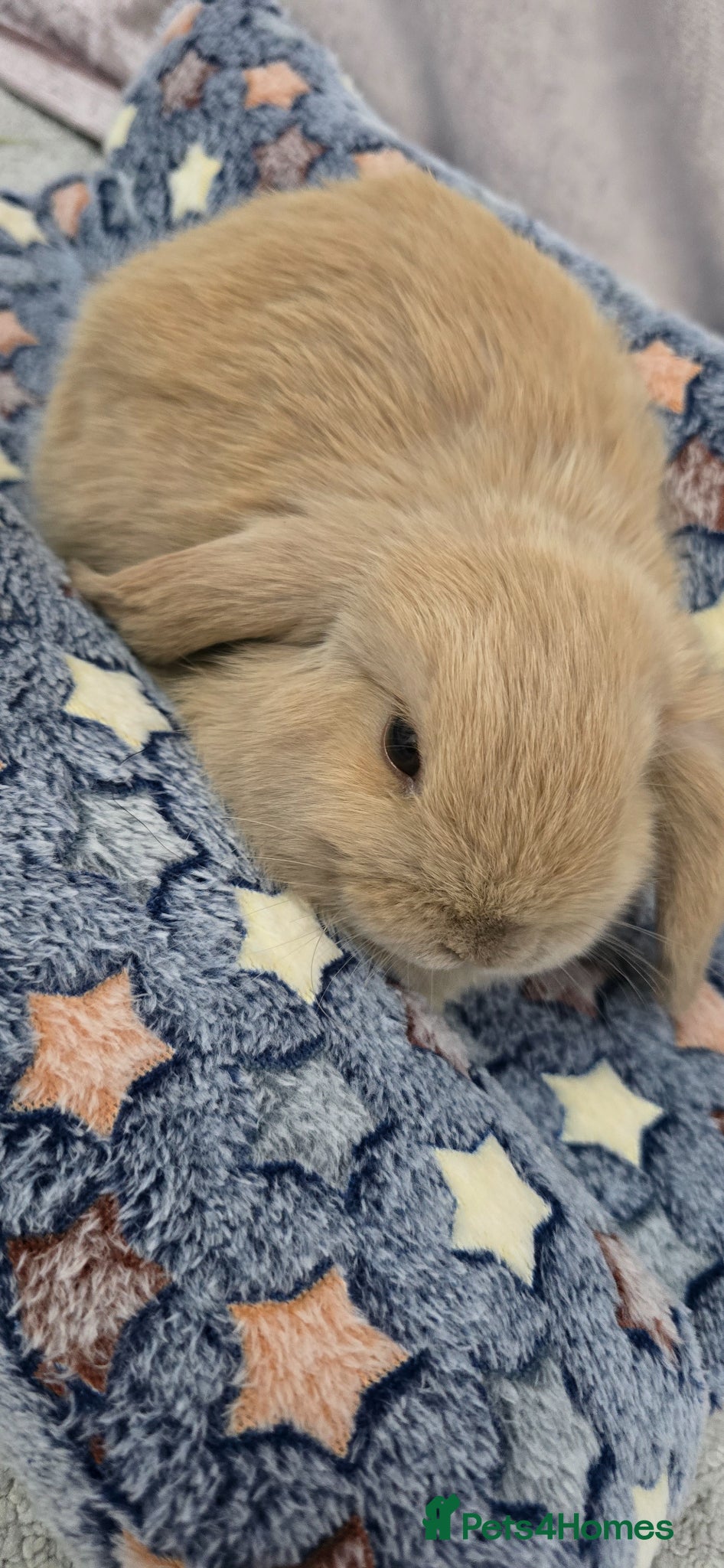 Mini Lop rabbits Male mini lop baby for Sale  - Advert 1