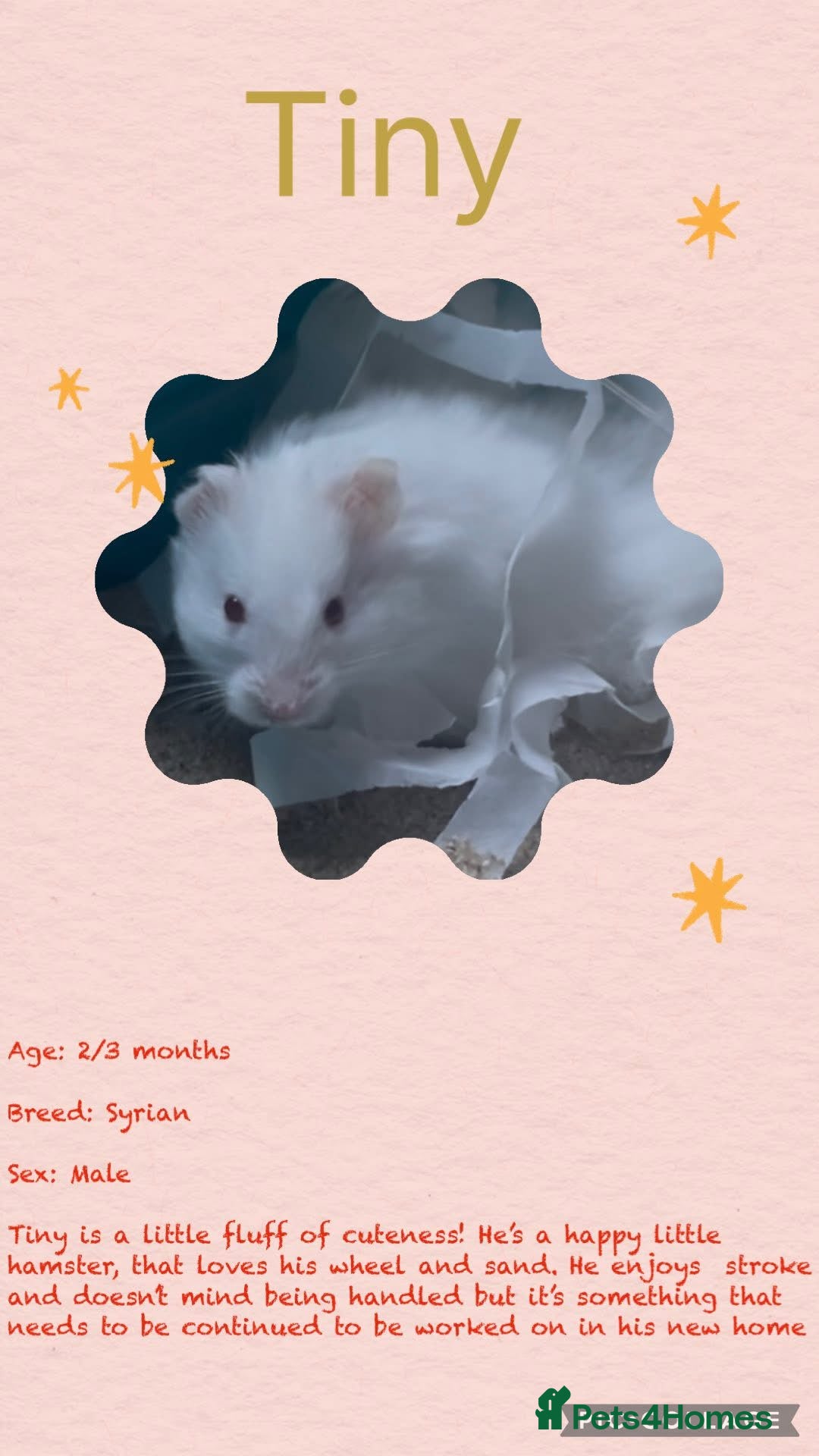 Hamster rodents for sale: Hamsters for adoption  - Image 16