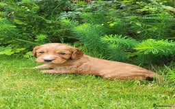 Cocker Spaniel dogs for sale: FTCH, KC REG working cocker pups - Image 20