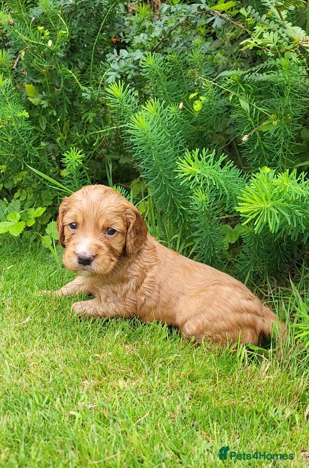 Cocker Spaniel dogs for sale: FTCH, KC REG working cocker pups - Image 20