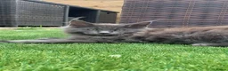Maine Coon cats for sale: READY NOW mainecoon kittens  - Advert 12