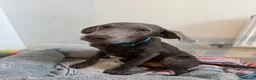 Labrador Retriever dogs for sale: Labrador retriever  - Advert 1
