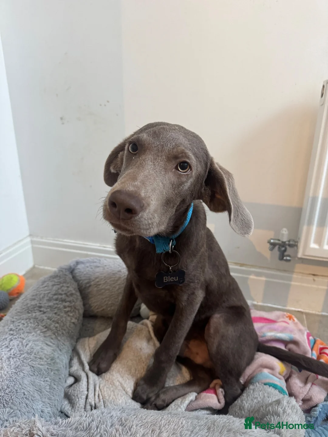Labrador Retriever dogs for sale: Labrador retriever  - Advert 1